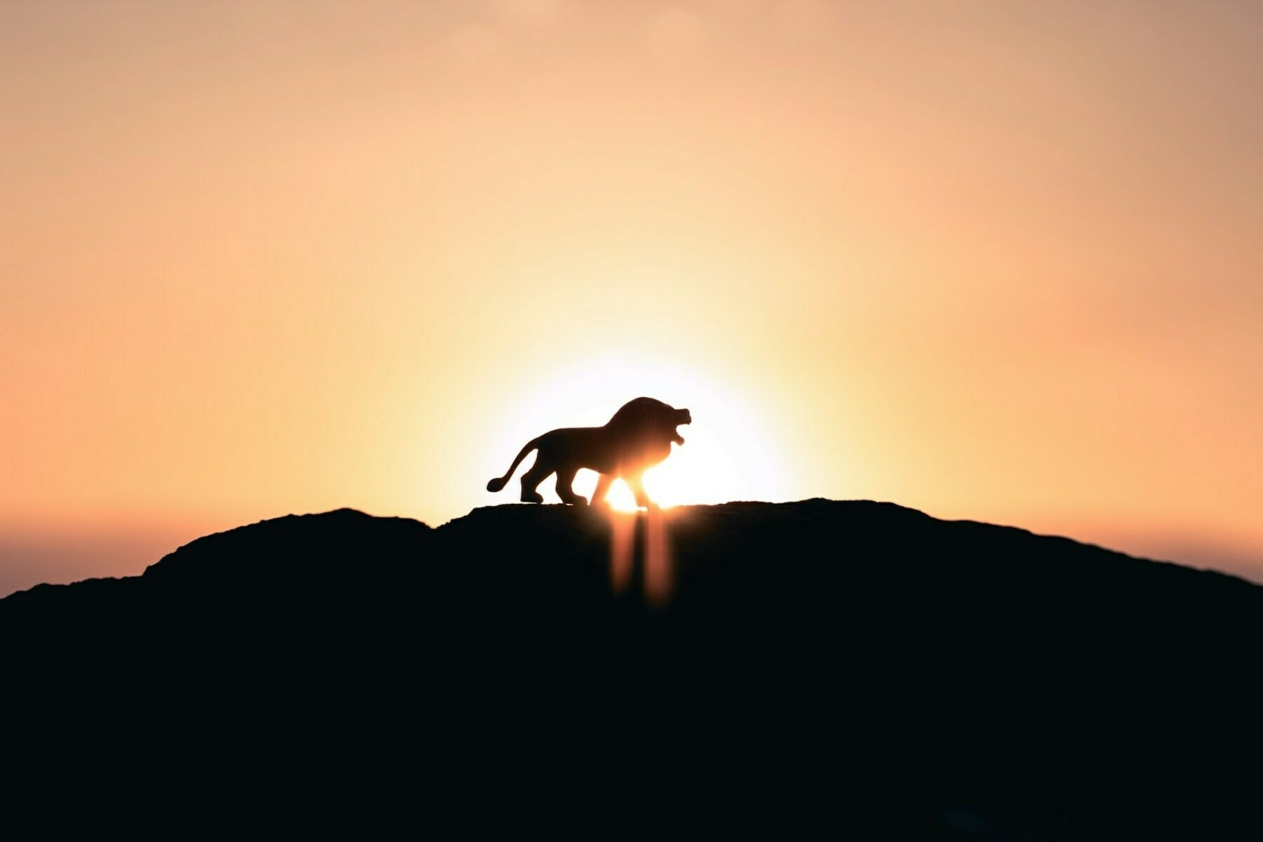 Auto-generated description: A silhouette of a lion stands majestically on a hill against a sunrise or sunset.